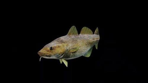 Atlantic Cod Fish View From Front Side