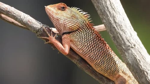 Lagarto na árvore - olhos vermelhos - esperando pela presa.