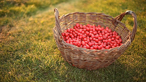 Panier aux cerises