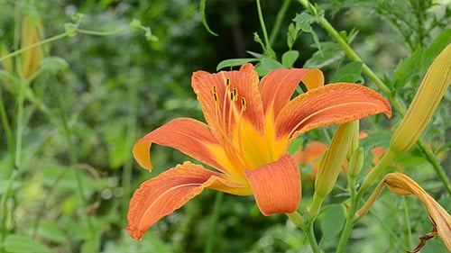 Wild Lily Flower