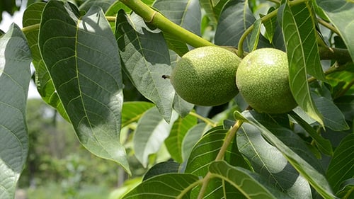 Green Nuts Close Up