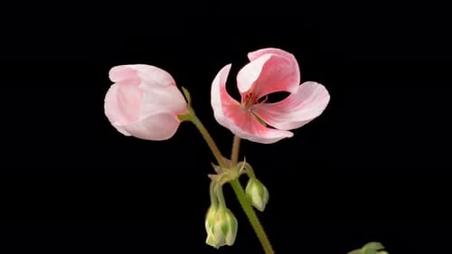 Pink Flower Blooming in Time Lapse