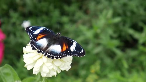 Wunderschöne Schmetterlinge sitzen auf einer schönen weißen Blume im Garten.