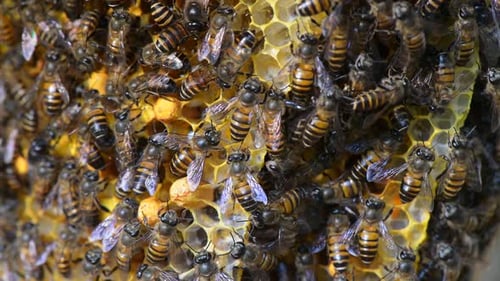 Honeybees Swarming on Golden Honeycomb in Close-Up