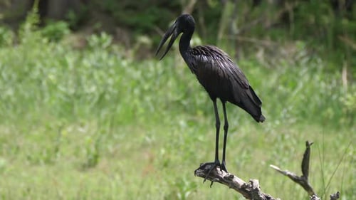 African openbill on tree trunk