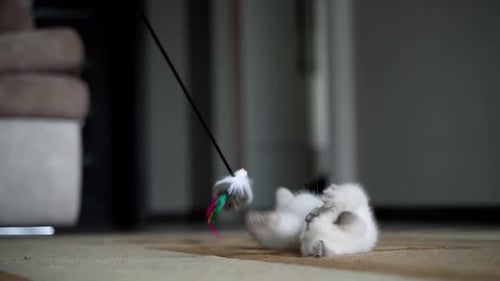 Playful White Kitten with Toy Mouse Indoors