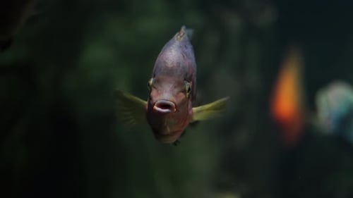 Nahaufnahme von Cichlasoma im Wasser