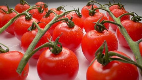 Beautiful Juicy Cherry Tomatoes on a Branch