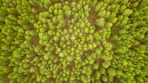 Pinienwälder von oben