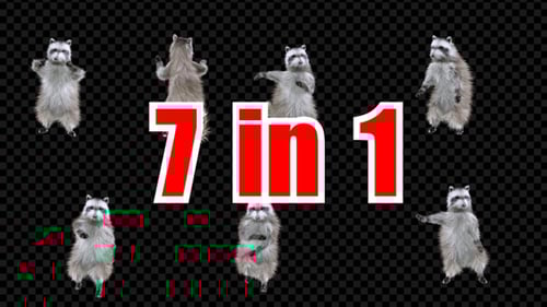 Animated 3D Raccoon Dance Moves Collection