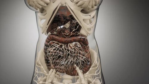 Human Digestive System Parts and Functions