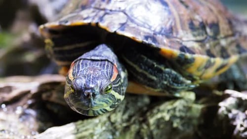 Pond Slider, Trachemys Scripta, tortue semi-aquatique commune de taille moyenne. Tortues à oreilles rouges.