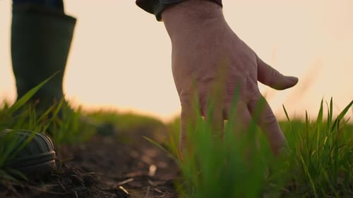 Farmer's Hand Touches Crops at Sunrise on Farm