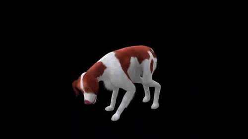 Brittany Dog Eat Front Side View