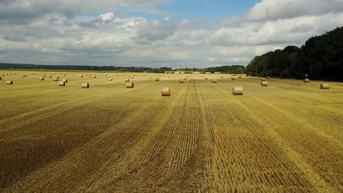 Hay Bales on the Field