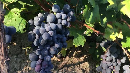 Wine Grapes