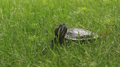 Tortue dans la nature en gros plan