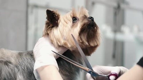 Yorkshire Terrier Dog Haircut Grooming