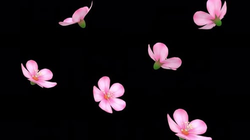 Falling Pink Cherry Blossoms Loop On Transparent Background