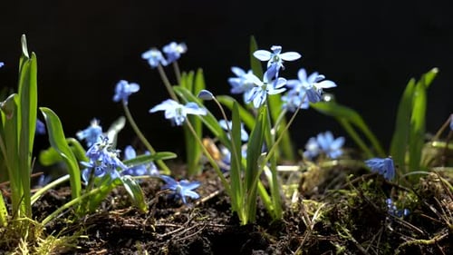 Schöne blühende blaue Blumen im Frühling