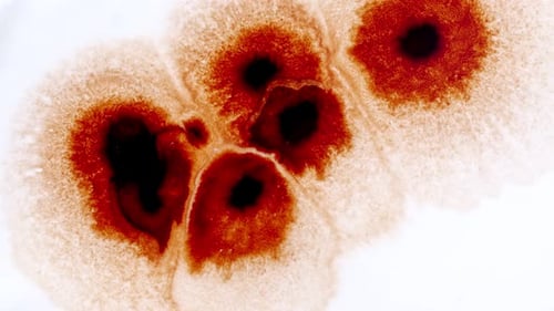 Abstract Close Up of Fluid Dropping on White