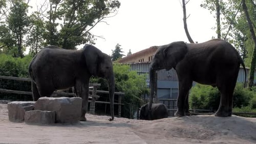 A Beautiful Elephants in the Zoo