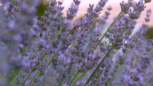 Lavender Flowers