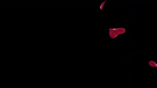 Red Rose Petals Falling and Floating Slow Motion