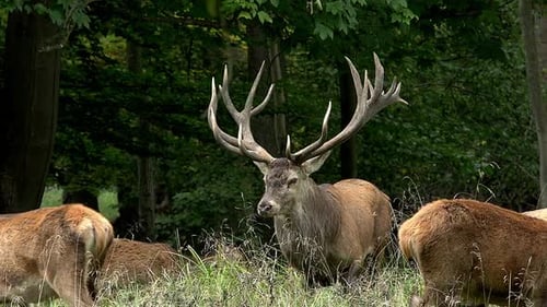 750709 Rotwild, Cervus elaphus, Hirsch in der Mitte der Gruppe, Schweden, Echtzeit