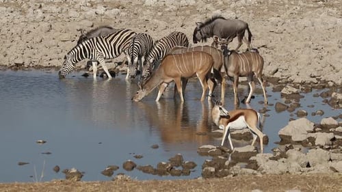 African Wildlife At A Waterhole - Etosha National Park