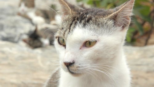 Groupe de chats