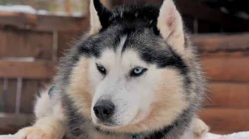 Husky Resting in the Snow on a Winter Day