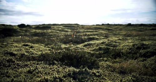 Iceland Lava Field Covered with Green Moss From Volcano Eruption. Move Camera Midle Shot. Move