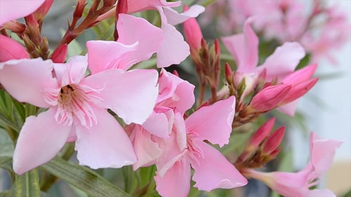 Close-Up of Beautiful Pink Flowers Blooming