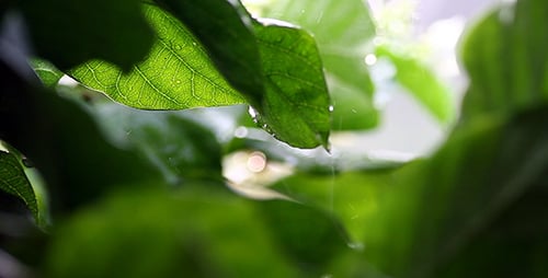 Green Leaves Glisten with Fresh Raindrops