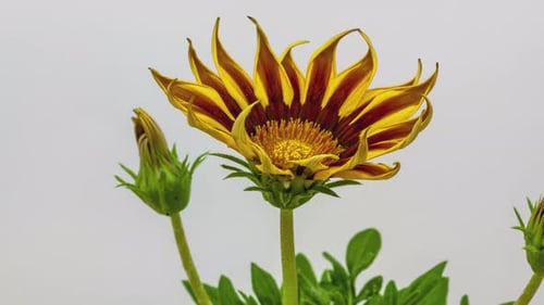 Flor de gerbera en blanco