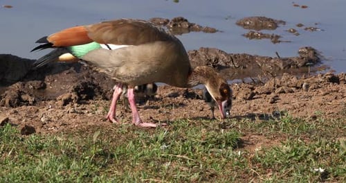 Ägyptische Gans, Alopochen aegyptiacus, Erwachsene und Gänschen, Echtzeit 4K