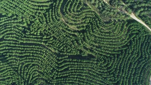 Aerial Top View of Orange Tree Groves on Hills