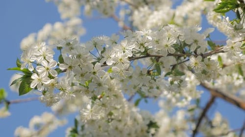 Cherry tree blossoms against blue sky early spring nature colors 4K 2160p UltraHD video - Cherry-tre