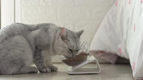 Gray Tabby Cat Eating Food from Glass Bowl