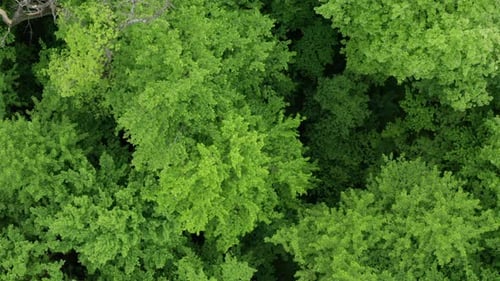 Green Forest