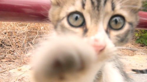 Gatinho brincalhão