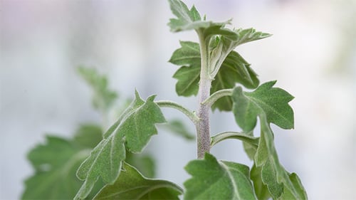 Close up of Textured Green Plant Leaves