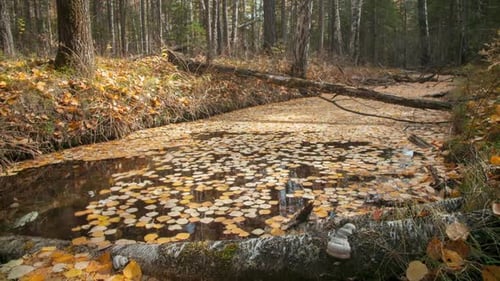 ein faszinierender Kreislauf von abgefallenen Blättern in einem Waldfluss
