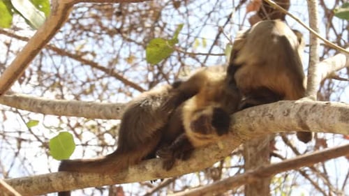 Monkeys Grooming Each Other on Tree Branch