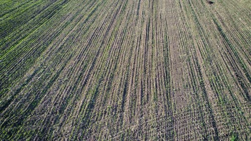 Flight Over a Field with Green Grass