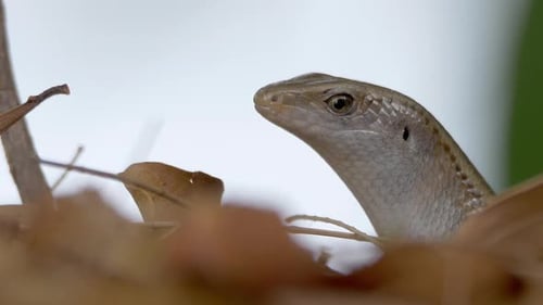 Lizard Eye