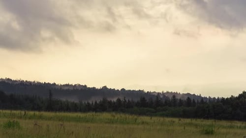 Foggy Morning Near the Forest