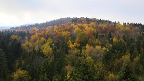 View from above of dense pine forest with canopies of green spruce trees and colorful