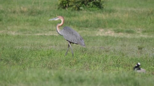 Goliath heron walking in the wetlands